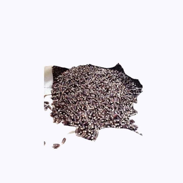 Black Wheat Seeds (काला गेहूँ) for Sowing