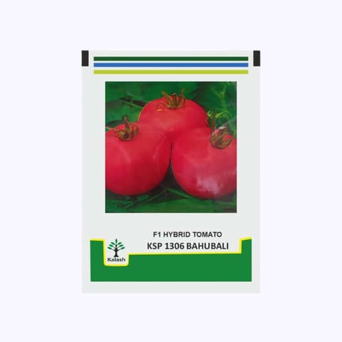 Kalash KSP 1306 Bahubali F1 Hybrid Tomato Seeds - 10g