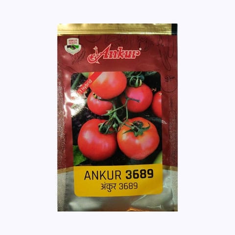 Ankur Arth-3689 Hy Tomato Seeds