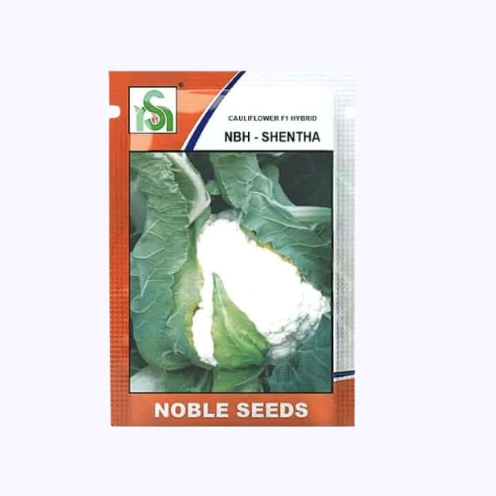 Noble NBH-Shentha Cauliflower Seeds