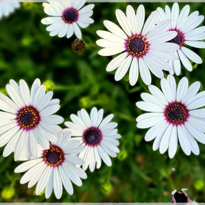 Walia Dimorphotheca White Flower Seeds