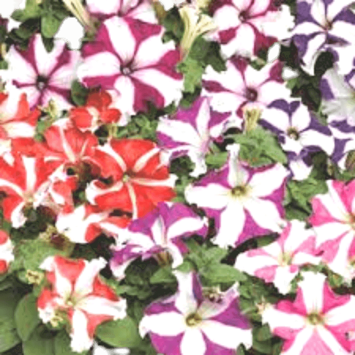 वालिया पेटुनिया स्टार मिक्स फूल के बीज