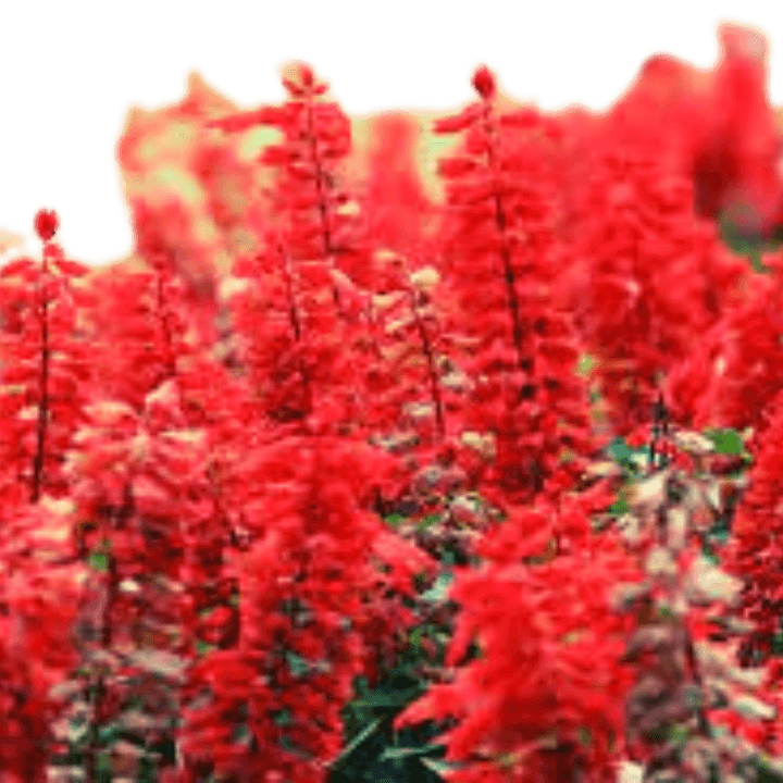 Walia Salvia Red Flower Seeds