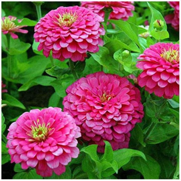 इंडिका ज़िननिया ग्लैंट गुलाबी फूल के बीज