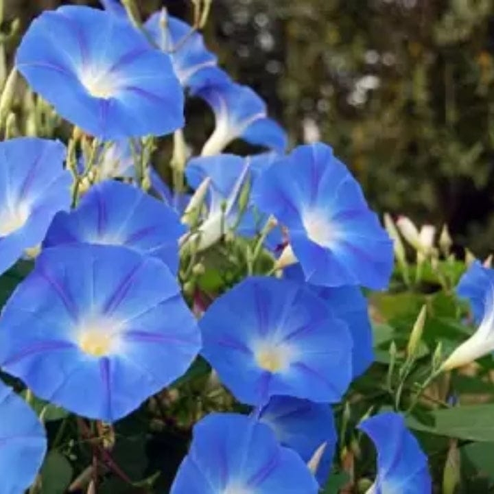 Indica Ipomea Morning Glory Flower Seeds