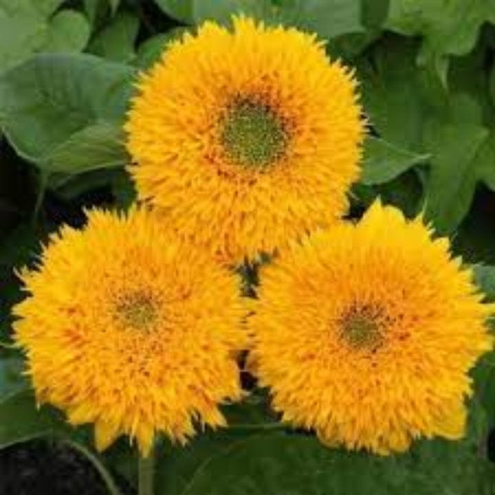 Indica Sunflower Sungold Flower Seeds