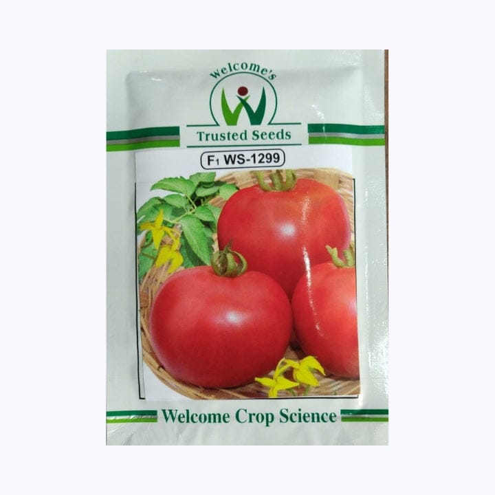Welcome WS-1299 Tomato Seeds