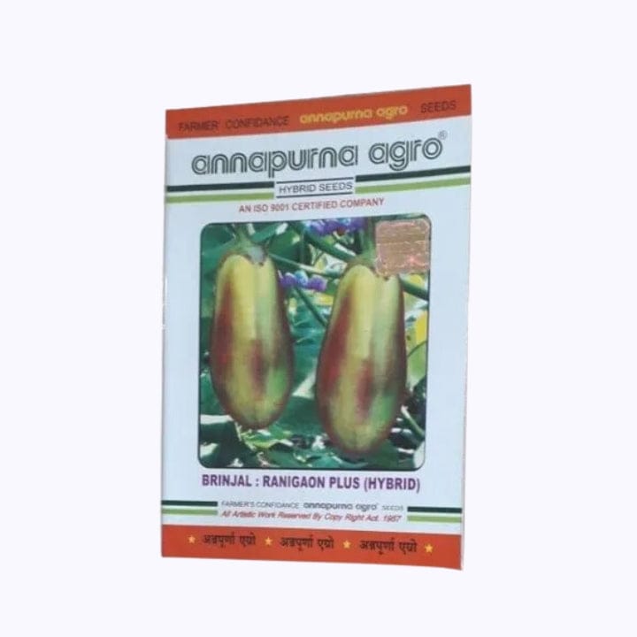 Annapurna Agro Ranigaon Plus Brinjal Seeds