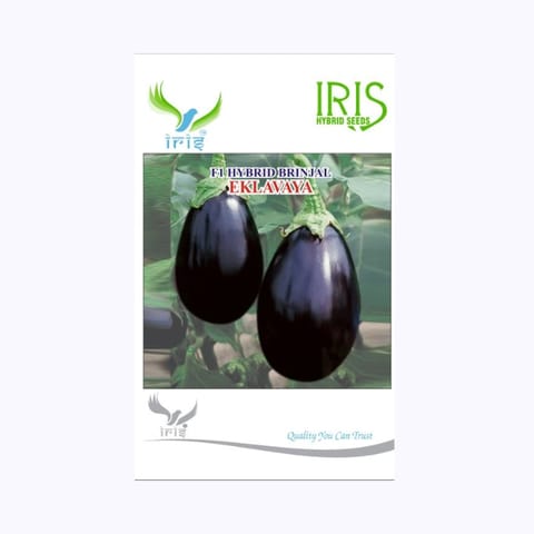 Iris Eklavaya Brinjal Seeds