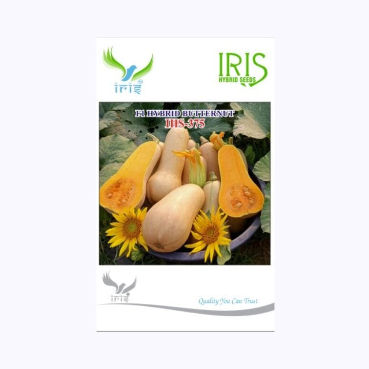 Iris IHS-375 Butternut Seeds