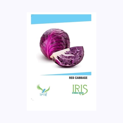 Iris Red Cabbage Seeds