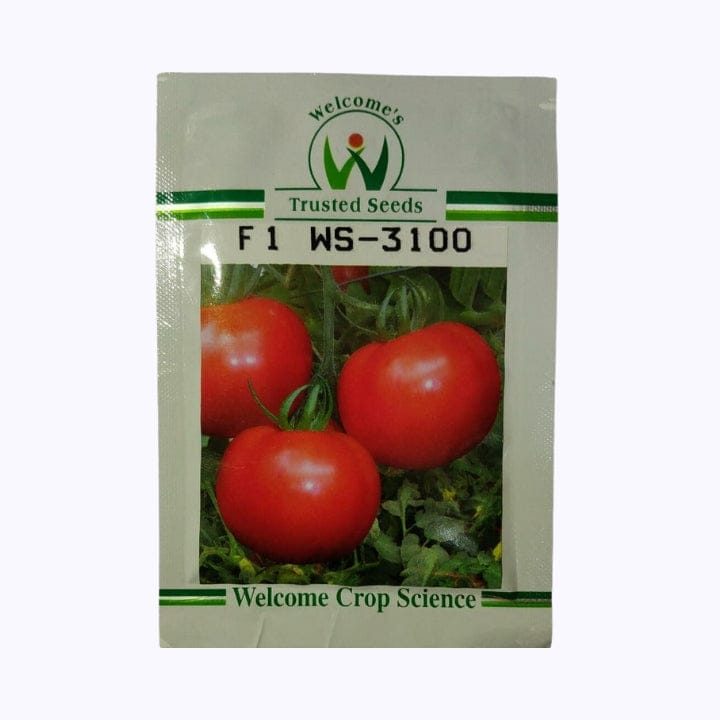 Welcome's WS-3100 Tomato Seeds