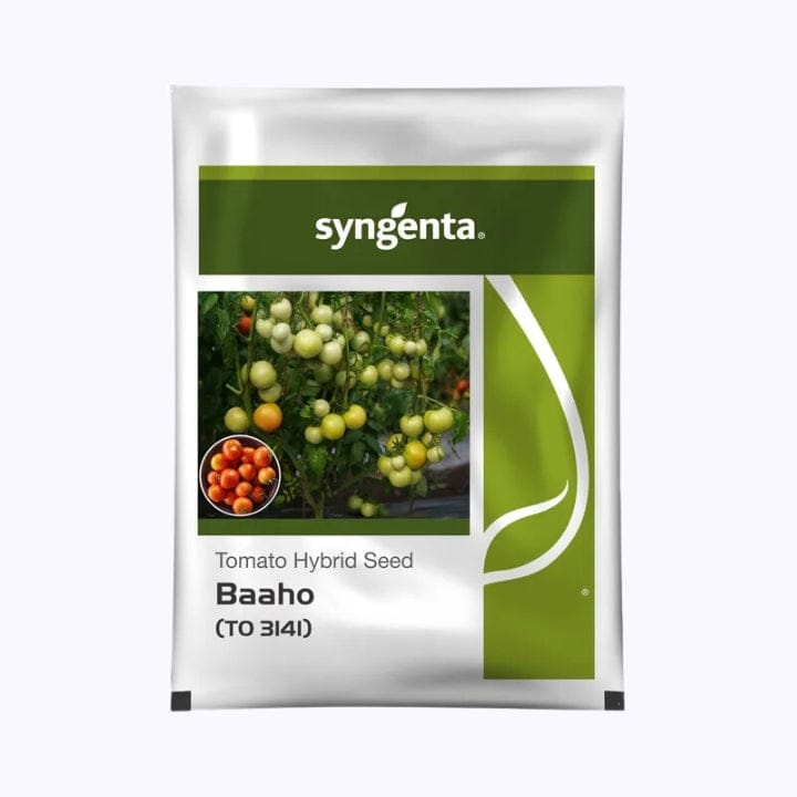Syngenta Baaho (To 3141) Tomato Seeds
