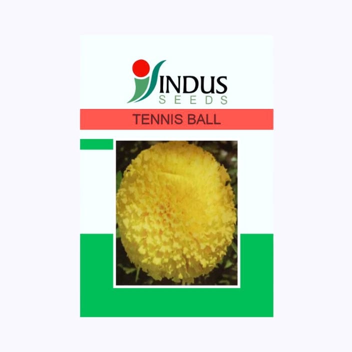 Indus Tennis Ball Marigold Flower Seeds
