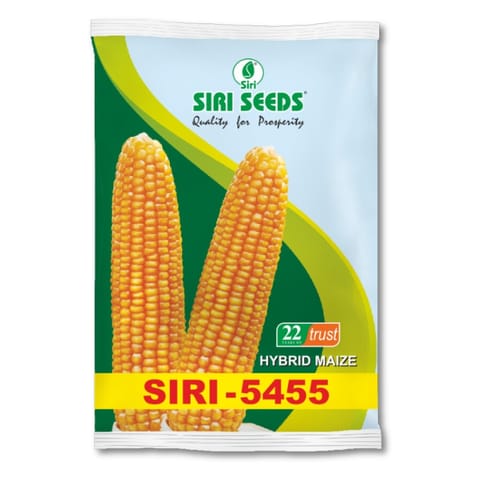 SIRI-5455 मक्का के बीज खरीदें - उच्च उपज, सूखा सहिष्णु, और बारिश के मौसम के लिए उपयुक्त
