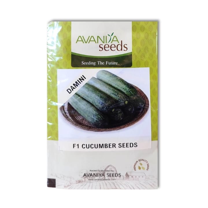 Avaniya Damini Cucumber Seeds