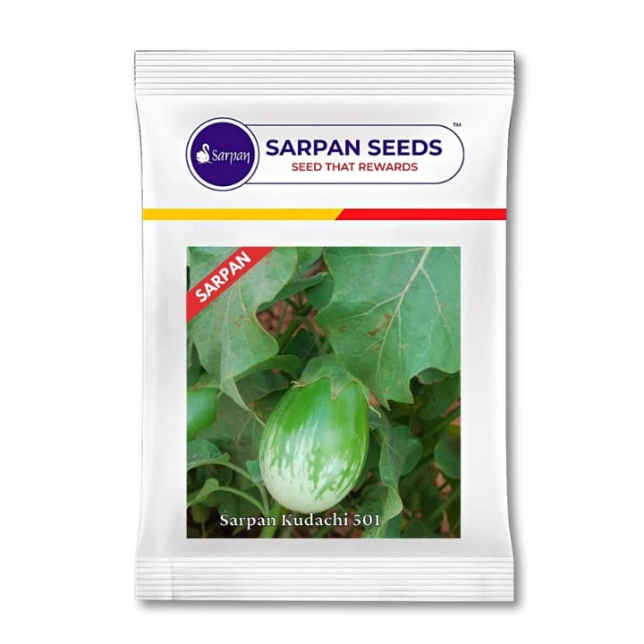 Sarpan Brinjal Kudachi 501 వంకాయ విత్తనాలు కొనండి