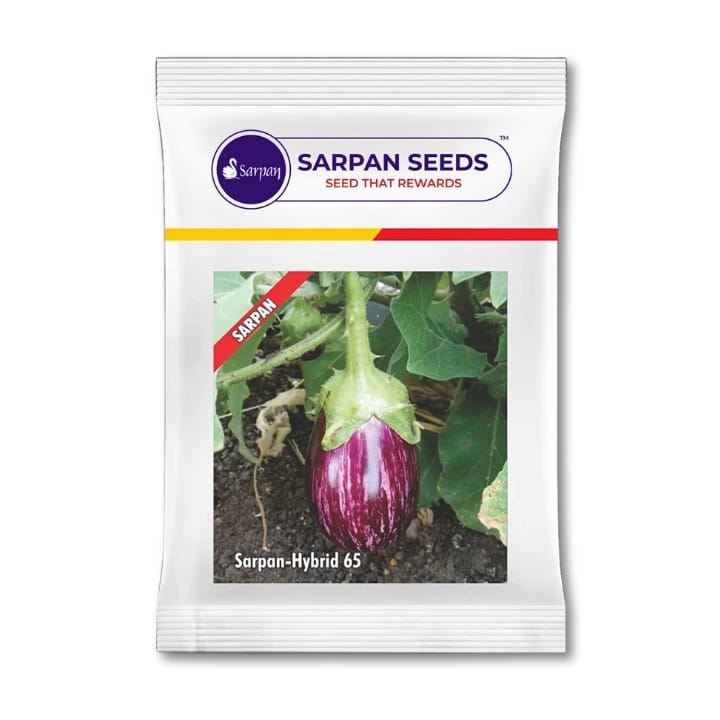 Sarpan F1 Brinjal - 65 बैंगन बीज खरीदें