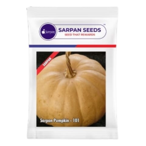 Sarpan Pumpkin-101