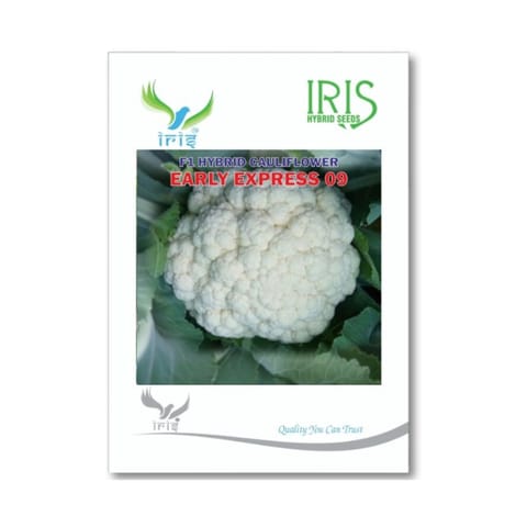 Iris IHS Early Express 09 Cauliflower Seeds