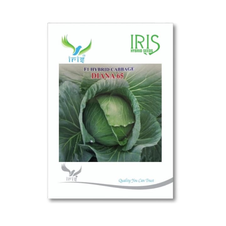 Iris Diana 65 Cabbage Seeds