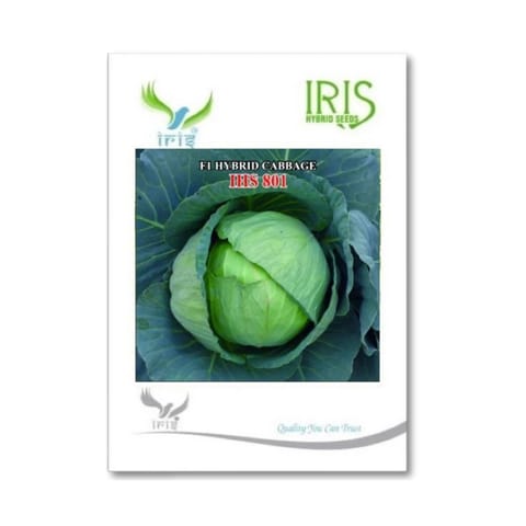 Iris IHS801 Cabbage Seeds