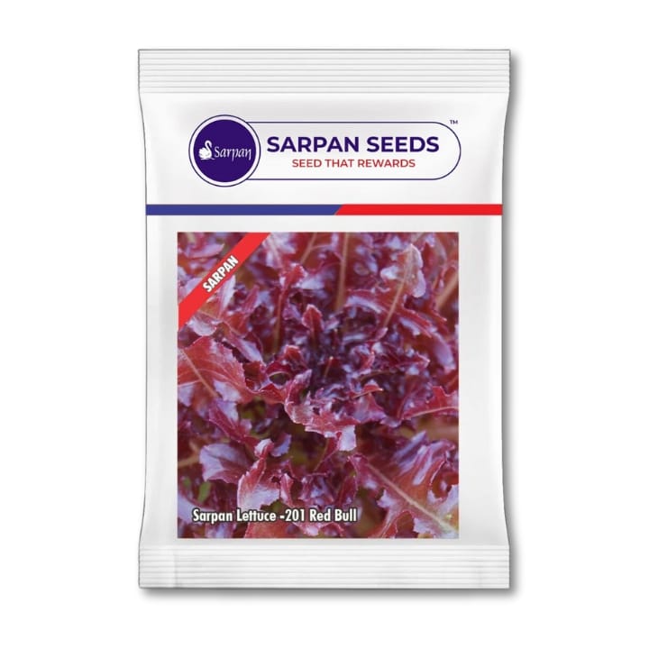 Sarpan Lettuce - 201 Red Bull