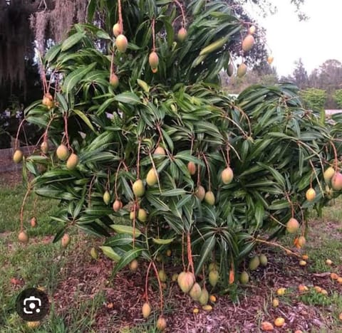 Golden Hills Farm Kottukonam Mango Grafted Live Plant