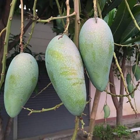 Golden Hills Farm SALEM BANGALORA / BENGALURA Mango Grafted Live Plant