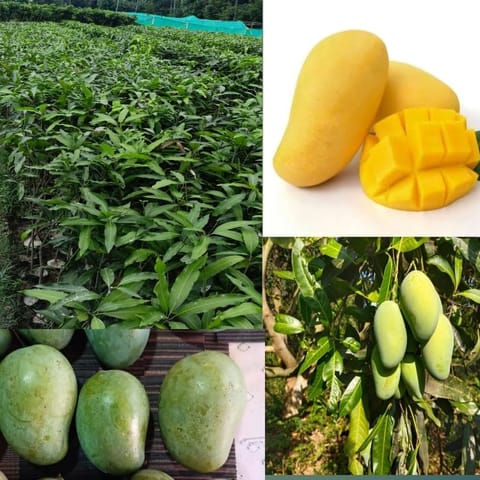 Golden Hills Farm Amrapali Mango Grafted Live Plant