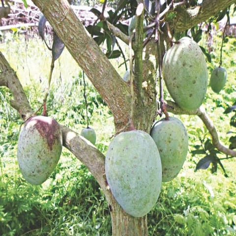 गोल्डन हिल्स फार्म जहाँगीर आम का ग्राफ्टेड लाइव प्लांट