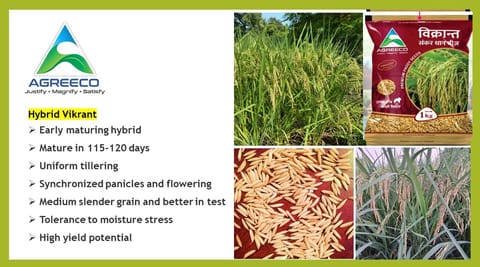 Hybrid Paddy ABM Vikrant