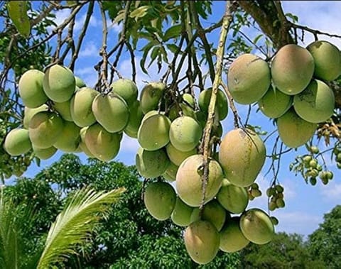 Golden Hills Farm Neelam Mango Grafted Live Plant