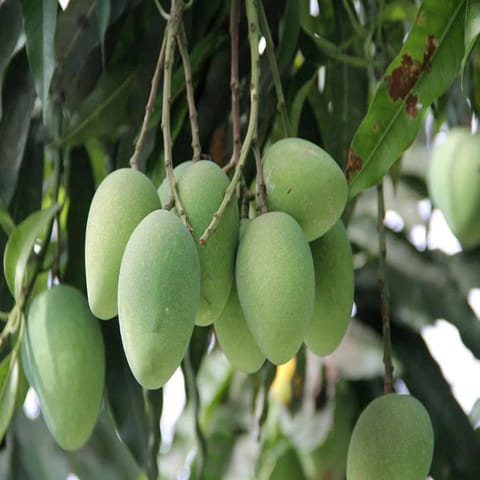 Himayuddin (Himayat/Imam Pasand) Mango Grafted Live Plant