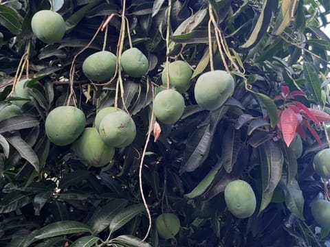Black Andrews Kerala Mango Grafted Live Plant