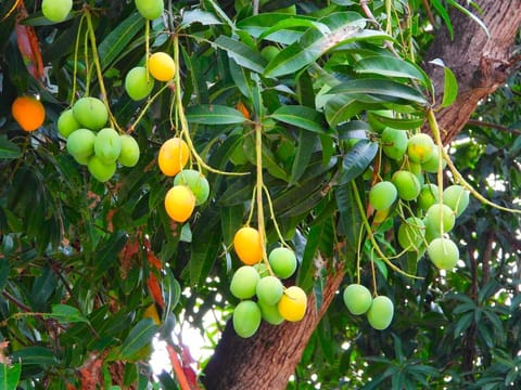 Manoranjitham Mango Kerala Special Grafted Live Plant