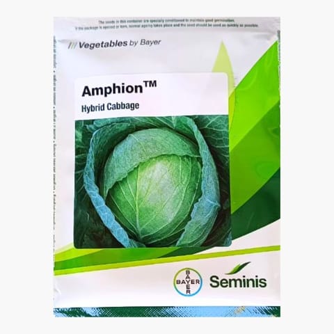 Bayer Seminis Amphion Cabbage Seeds