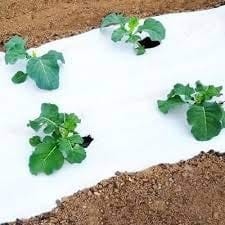 Siddhi 30 Micron White/Black Mulching Film: Optimize Your Agricultural Practices