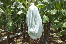 Siddhi Crop Protection Cover Banana Bunch Tubing Cover 17 GSM (Pack of 1) (200 m)