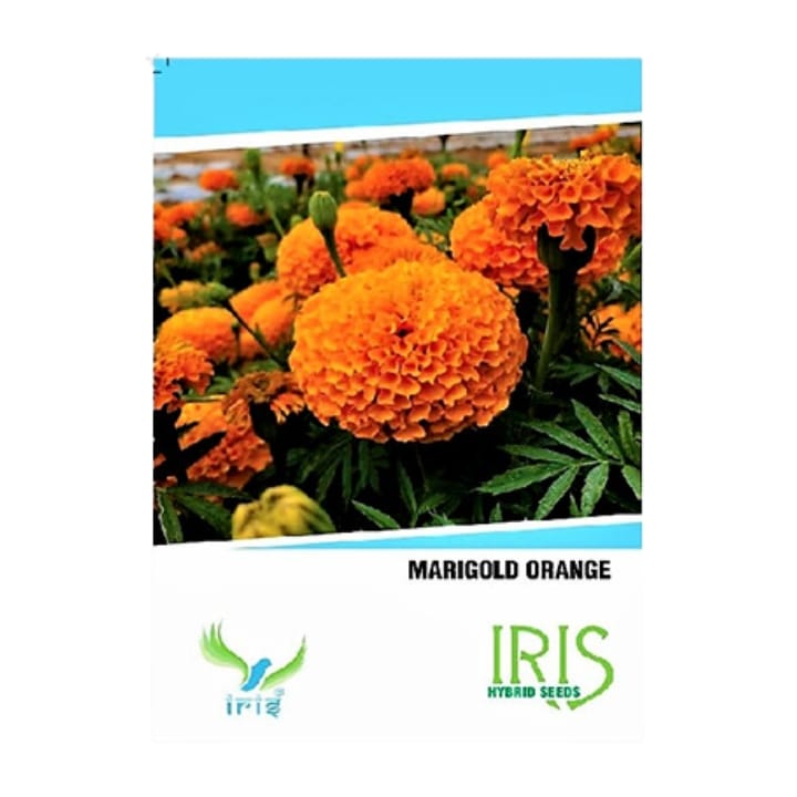 Iris Marigold Orange Flower Seeds