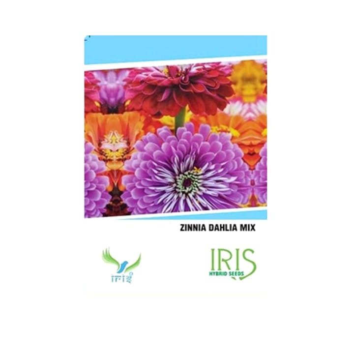 Iris Imported Dahlia Mix Flower Seeds