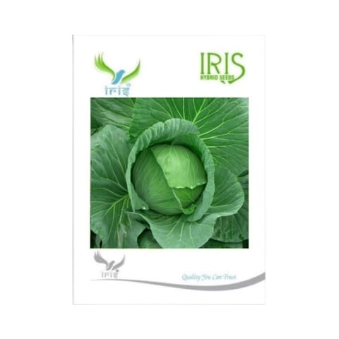 Iris Hybrid F1 Cabbage Seeds