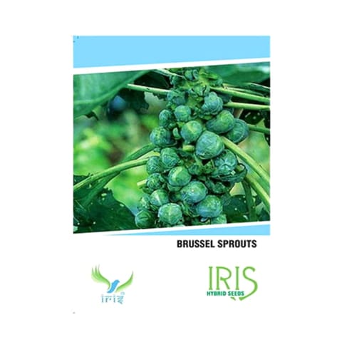 Iris Imported Brussels Sprouts Seeds