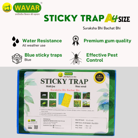 Blue Sticky Trap Effective Control for Thrips, Aphids, and Other Pests