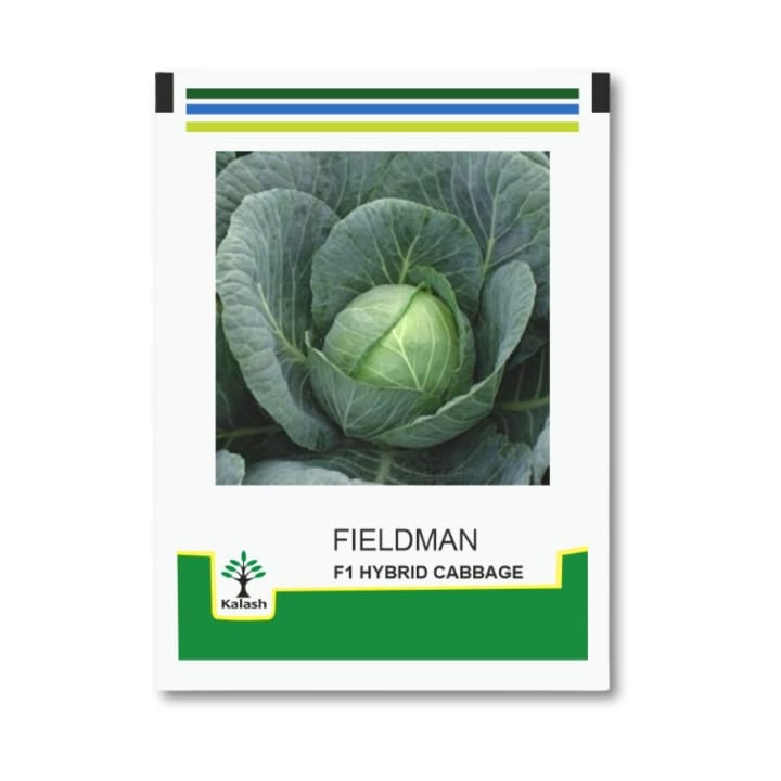 Kalash Fieldman Cabbage Seeds