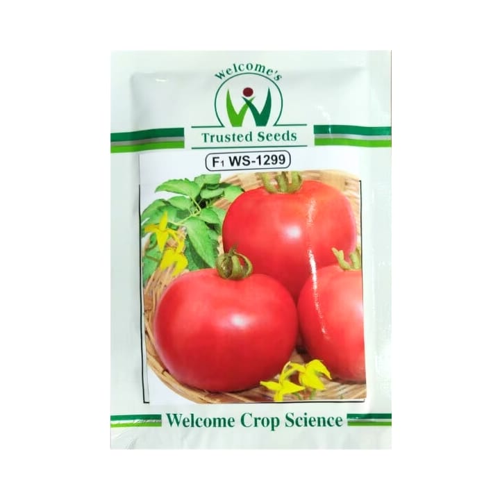 Welcome WS-1299 Tomato Seeds