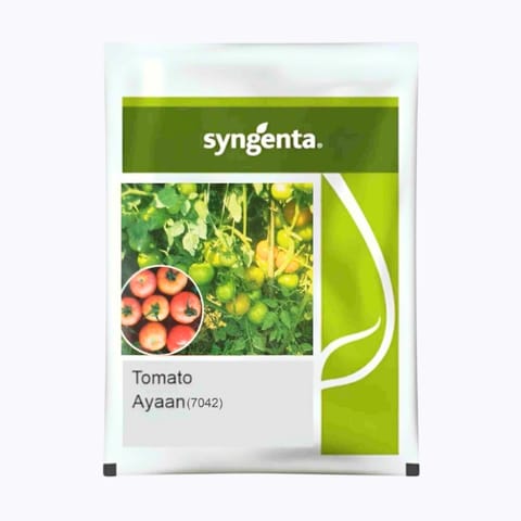 Syngenta Ayaan (TO 7042) Tomato Seeds