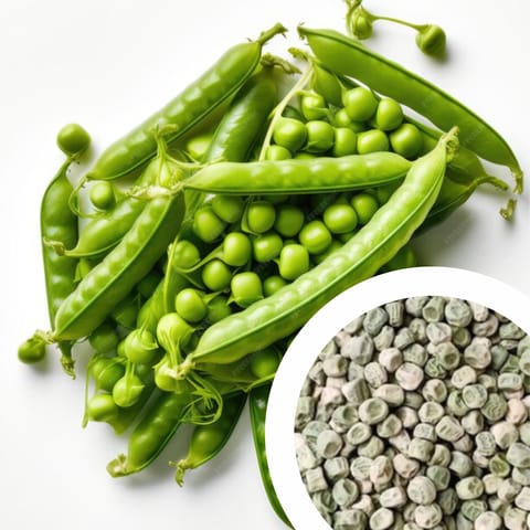 Green Peas Seeds (Hare Matar, Pachai Pattani, Hasiru Batani) (15 Seeds)