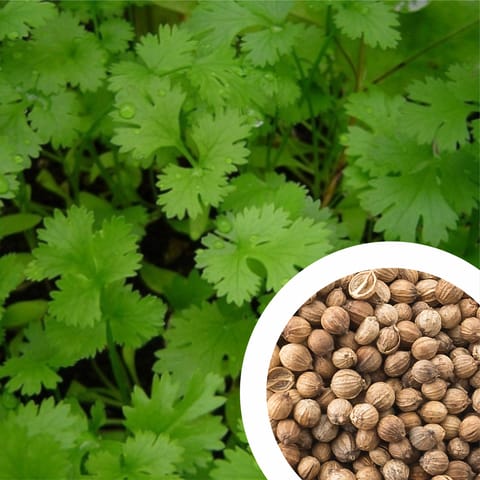 Imported Coriander Seeds (Dhaniya, Kothamalli, Kothimeera) (100 Seeds)