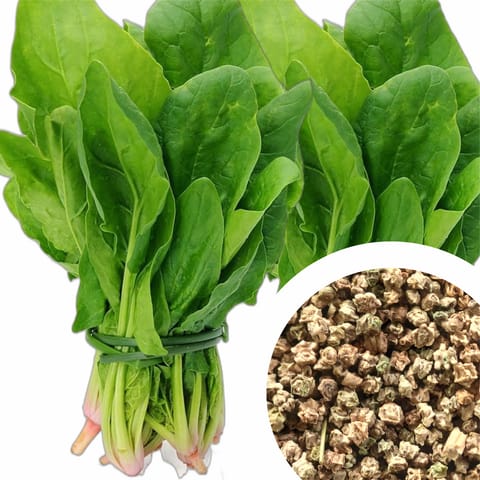 Spinach Seeds (Palak, Palong, Pasalai Keerai) (100 Seeds)